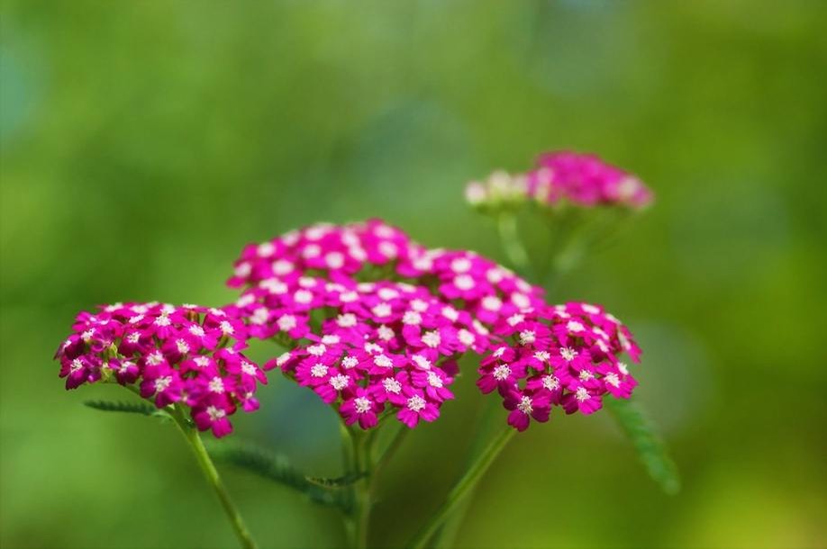 pink flowers