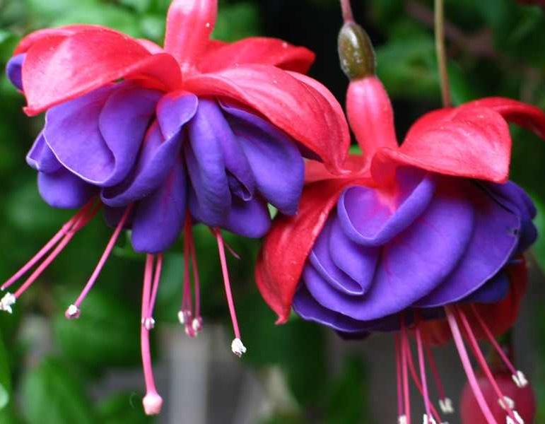 red purple