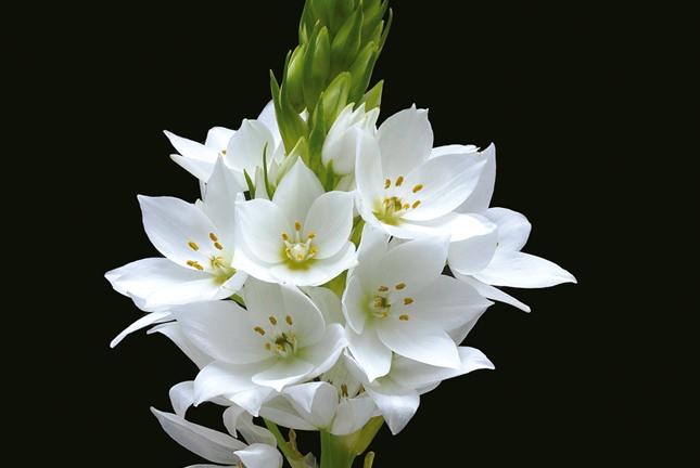 Stars-of-Bethlehem-Thyrsoides1